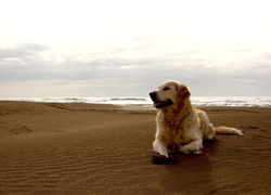 Pies, Golden Retriever, Plaża, Morze