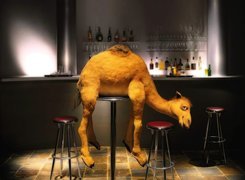 Pijany, Wielbłąd, Bar