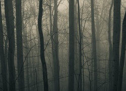 Drzewa, Mrok, Mgła