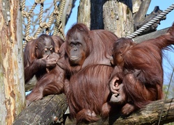 Drzewo, Rodzinka, Orangutanów