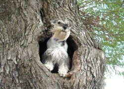 Pies, Drzewo, Dziupla, Sznaucer miniaturowy