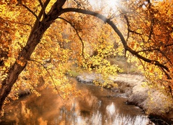 Jesień, Drzewa, Rzeka