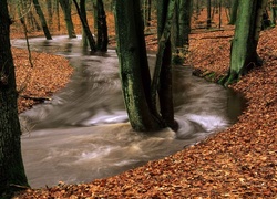 Rwąca, Rzeka, Las, Liście