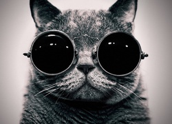Kot, Okulary