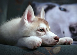 Młody, Siberian Husky