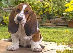 Basset Hound, Ogród