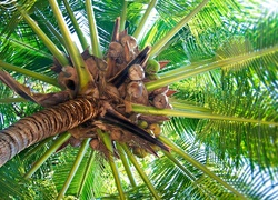 Kokosy, Palma
