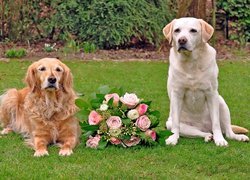 Dwa, Psy, Golden retriever, Labrador retriever, Bukiet, Róż