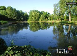 Polska, Lublin, Ogród Botaniczny Uniwersytetu Marii Curie-Skłodowskiej, Staw, Drzewa Staw