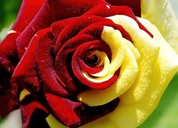 Piękna, Czerwono, Żółta, Róża