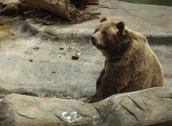 Niedźwiedź