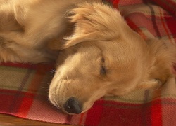 Śpiący, Golden, Retriever