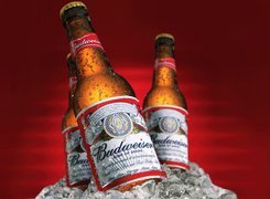 Budweiser, Piwo