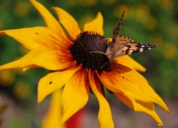 Rudbekia, Dwubarwna, Motyl, Rusałka, Osetnik