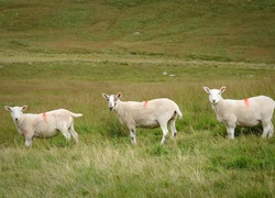 Szkocja, Łąka, Wypas, Owce