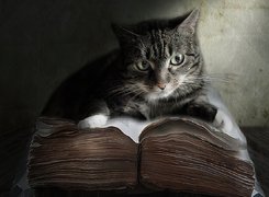 Kot, Gruba, Księga