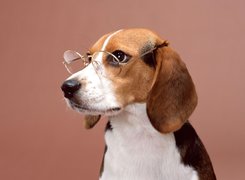 Okulary, Beagle