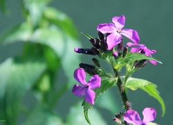 Fioletowy, Kwiatuszek, Lunaria