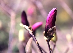 Fioletowa, Magnolia