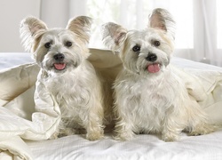 West, Highland, White, Terrier