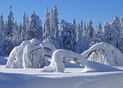 Las, Drzewa, Śnieg
