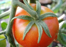 Pomidor, Ga��zki
