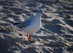 Mewa, Plaża