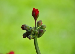 Pąk, Pelargonia