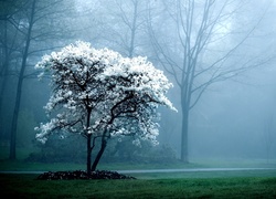 Mgła, Kwitnące, Drzewo