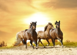Konie, Zachód, Piach, Galop