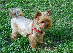 Yorkshire Terrier,
