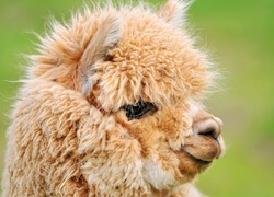 Alpaca