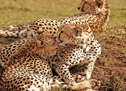 Rodzinka, Pięknych, Gepardów