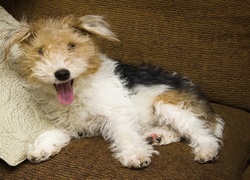 Łaciaty, Kudłaty, Terrier, Poduszeczka
