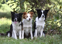 Border Collie, Zieleń