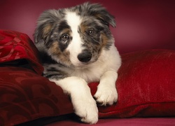 Owczarek australijski-australian shepherd