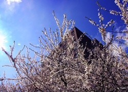 Kwitnące, Drzewo, Wiosna, Słońce