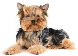 Yorkshire, Terrier