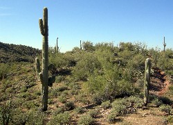 Pustynia, Wickenburg, Arizona