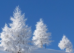 Wzgórze, Oszronione, Drzewa