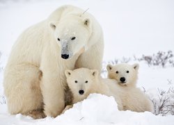 Niedźwiedzie, Dwa, Małe, Matka