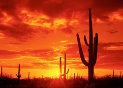 Zachód, Słońca, Kaktusy