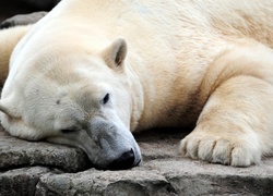 Miś, Polarny