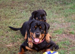 Dwa, Rottweilery