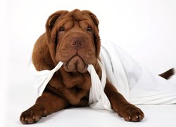 Brązowy, Shar Pei, Biała, Podkoszulka