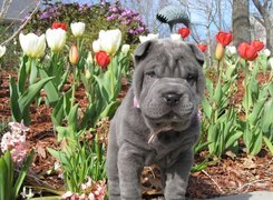 Szczeniak, Shar Pei, Tulipany