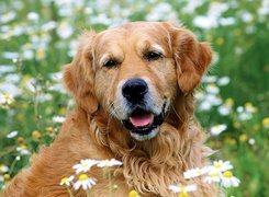 Golden, Retriever, Kwiatki, Trawa