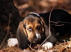 Basset, Patyki, Liście