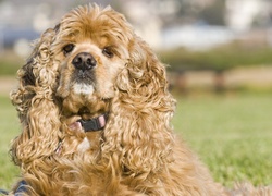 Amerykański Spaniel, Kręcona, Sierść