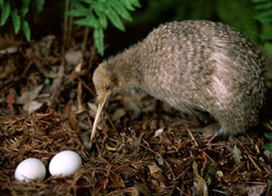 Kiwi, Ptak, Nielot, Jajka, Gniazdo